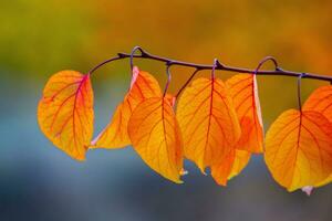 Photo with colorful autumn leaves. Background with magical autumn.