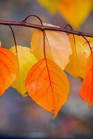 Photo with colorful autumn leaves. Background with magical autumn.