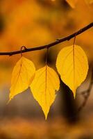 Photo with colorful autumn leaves. Background with magical autumn.