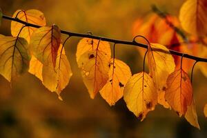 Photo with colorful autumn leaves. Background with magical autumn.