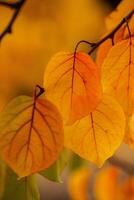 Photo with colorful autumn leaves. Background with magical autumn.