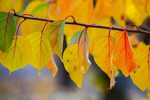 Photo with colorful autumn leaves. Background with magical autumn.