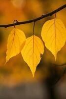 Photo with colorful autumn leaves. Background with magical autumn.