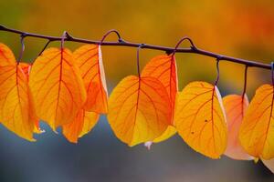 Photo with colorful autumn leaves. Background with magical autumn.