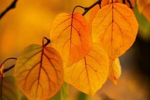 Photo with colorful autumn leaves. Background with magical autumn.