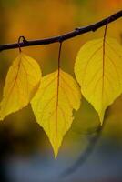 Photo with colorful autumn leaves. Background with magical autumn.