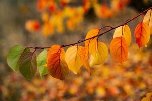 Photo with colorful autumn leaves. Background with magical autumn.