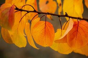 Photo with colorful autumn leaves. Background with magical autumn.