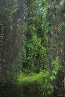 Thailand's Rayong Botanical Garden is a mangrove forest with lovely trees that reflect on the nearby lake. photo