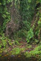 de tailandia Rayong botánico jardín es un mangle bosque con encantador arboles ese reflejar en el cerca lago. foto