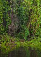 de tailandia Rayong botánico jardín es un mangle bosque con encantador arboles ese reflejar en el cerca lago. foto