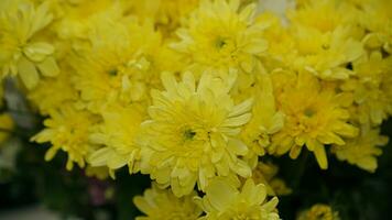 Defocused of yellow chrysanthemum flowers from garden ready to make bouquet for wedding, graduation, anniversary, and beloved people. yellow chrysanthemum flower for the background photo