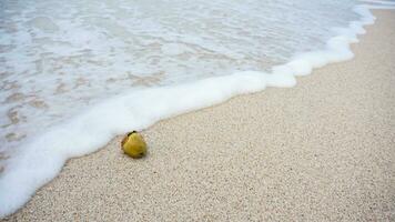 Small or young coconut on the sand hit by waves of blue sea water with foam. View beautiful tropical beach with waves, sand beach and on Marina beach in Kalianda, Lampung. Immature coconut on sand photo