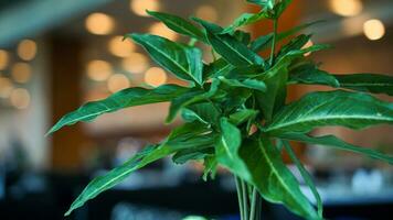 planta con verde hojas similar marijuana decoración con bokeh circulo oro o naranja difuminar antecedentes foto