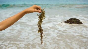 hand holding brown seaweed with sea water, beach and coral reef background photo