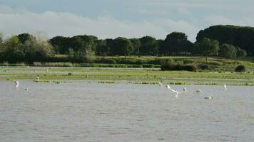 Birds, flamingo and waders, in pond or marsh video