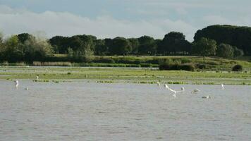 vogels, flamingo en steltlopers, in vijver of moeras video