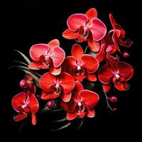 Phalaenopsis orchid flowers isolated on a black background. AI generated photo