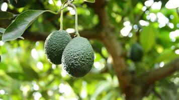 aguacate Fruta colgando a rama de árbol en un plantación video