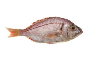 Raw Sea Perch photo