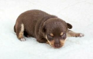 chihuahua puppy in studio photo