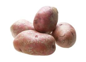 Red raw potato photo