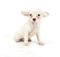 Funny puppy Chihuahua poses on a white background photo