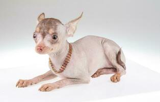 Chinese Crested Dog photo