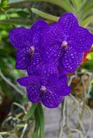 azul orquídea flor foto