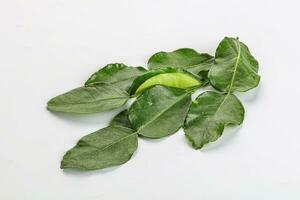 Aroma seasoning kaffir lime leaves photo