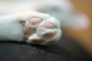 The Cat Paw photo