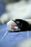 The Cat Paw photo