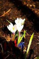 white spring flowers crocus photo