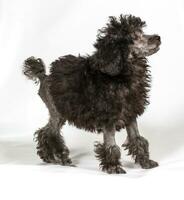Poodle in front of white background photo