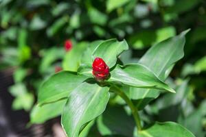 Nong Nooch tropical garden photo