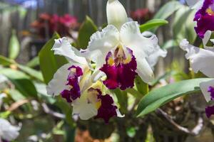 Orchid Flower blossom photo