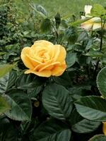 floreciente Rosa en el jardín, amarillo rosa, floreciente amarillo Rosa arbusto, Rosa cerca arriba foto