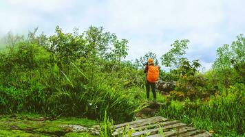 mujer asiática viajes naturaleza. viajar relajarse. caminar estudiar el camino naturaleza en el bosque foto