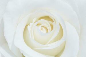 de cerca de hermosa blanco Rosa flor foto