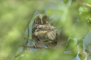 owl sitting on branch of tree at summer day photo