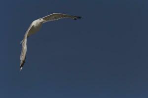 herring gull flying in a clear blue sky photo