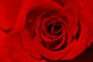 close up of red rose photo