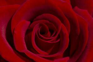 close up of red rose flower photo