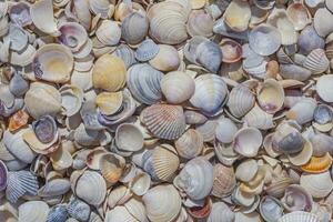 colorful seashells on sea coast photo