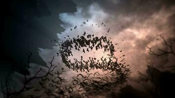 chauves-souris dans le orage video