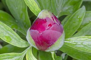 close up of fresh closed purple peony flower photo