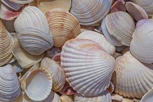 close up of colorful seashells photo