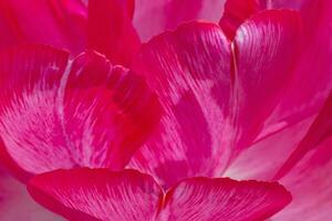 pink petals of peony tulip flower photo