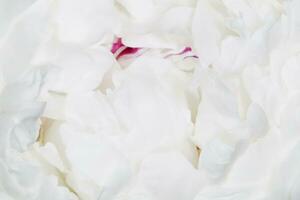 close up of beautiful white peony photo