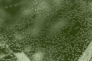 close up of rain drops on cobweb colored in green photo